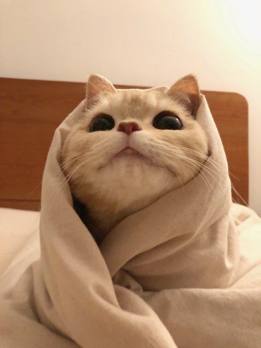 Go to Ching Cha's profile