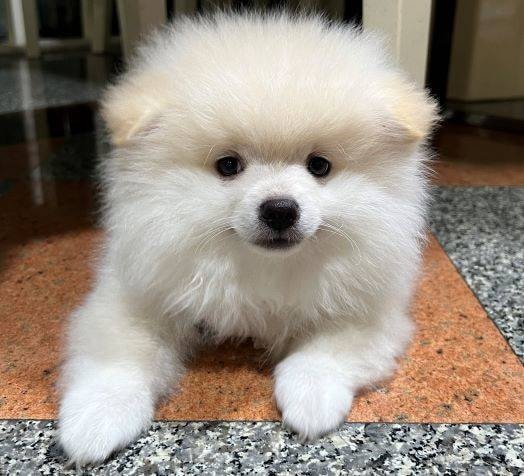 Go to Phxkch's profile