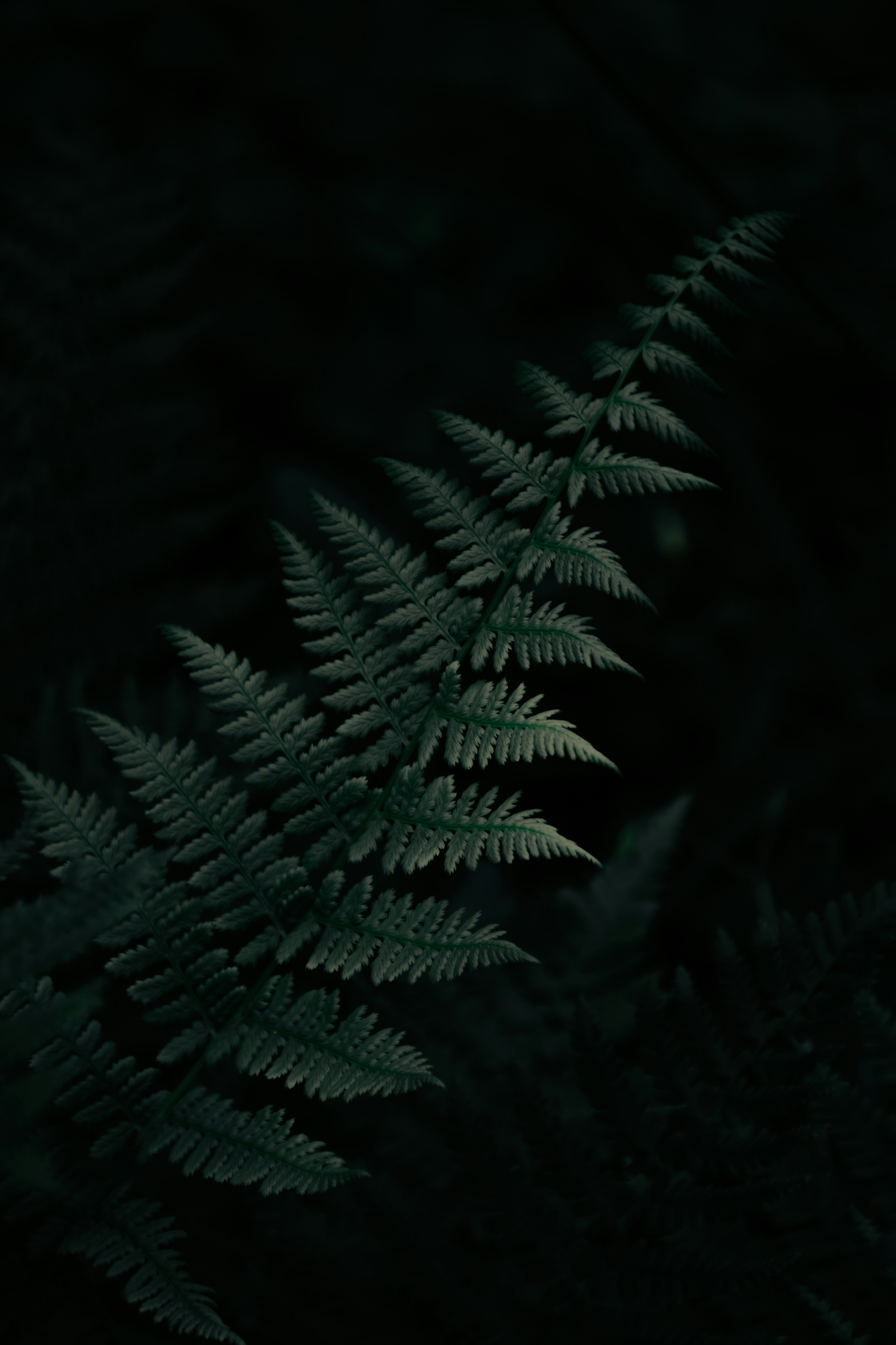 Avatar of user Cameron Nicole