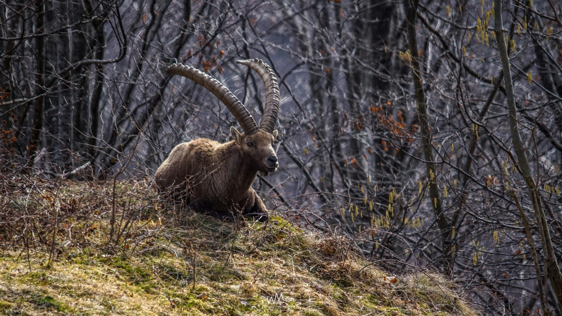 Avatar of user W. M.