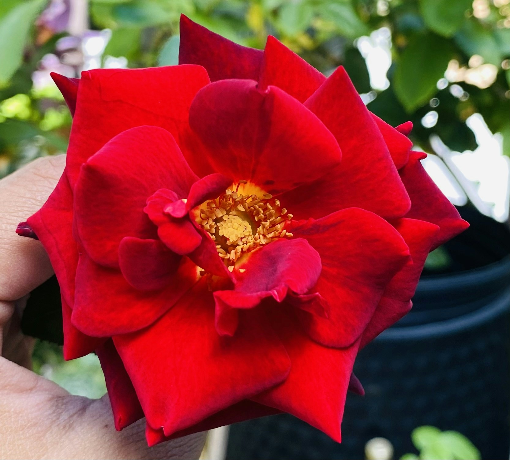 Go to Alona Perez's profile