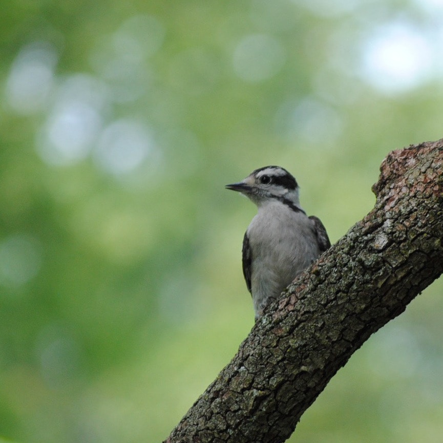 Go to Opal Siegal's profile