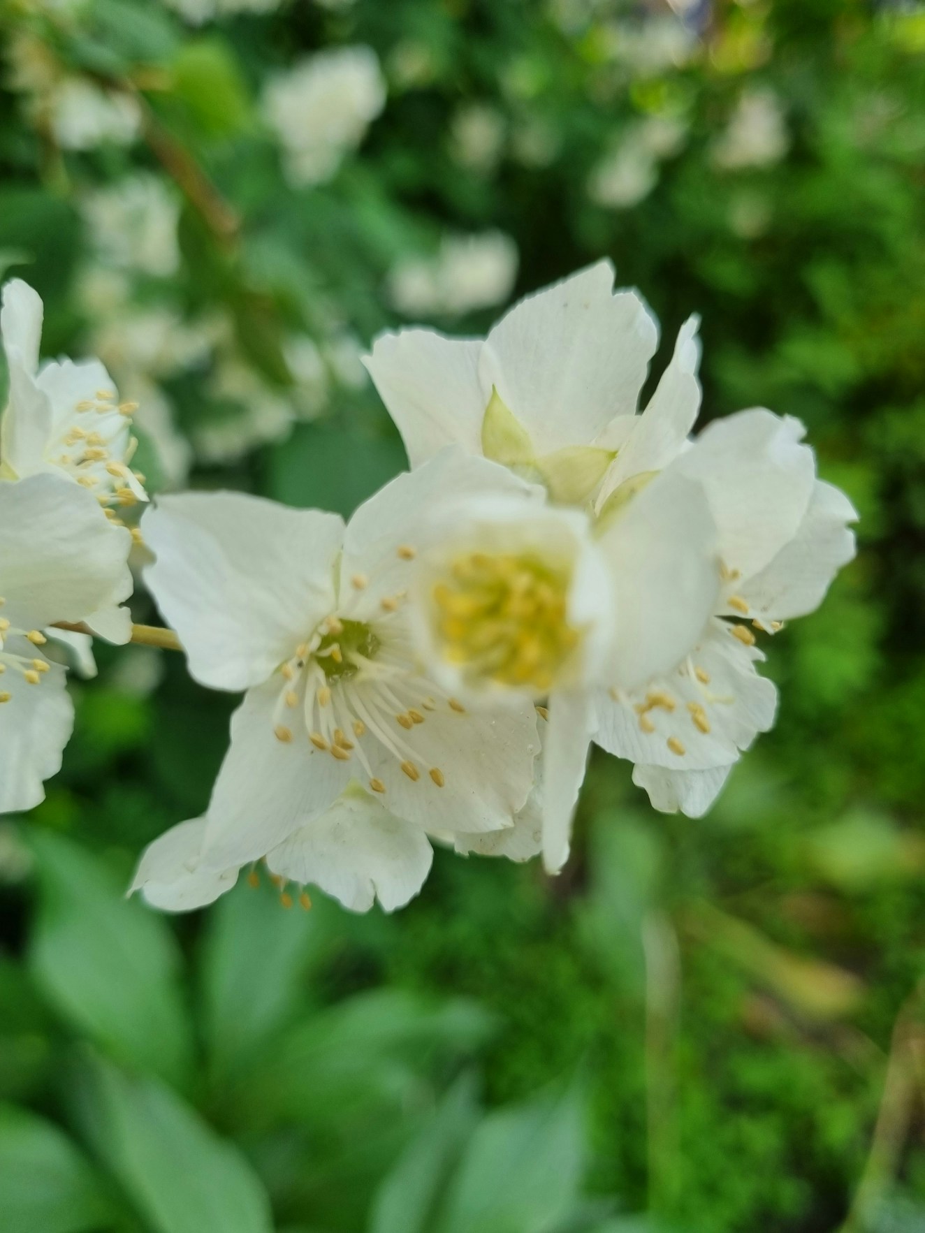 Go to Viridi Green's profile