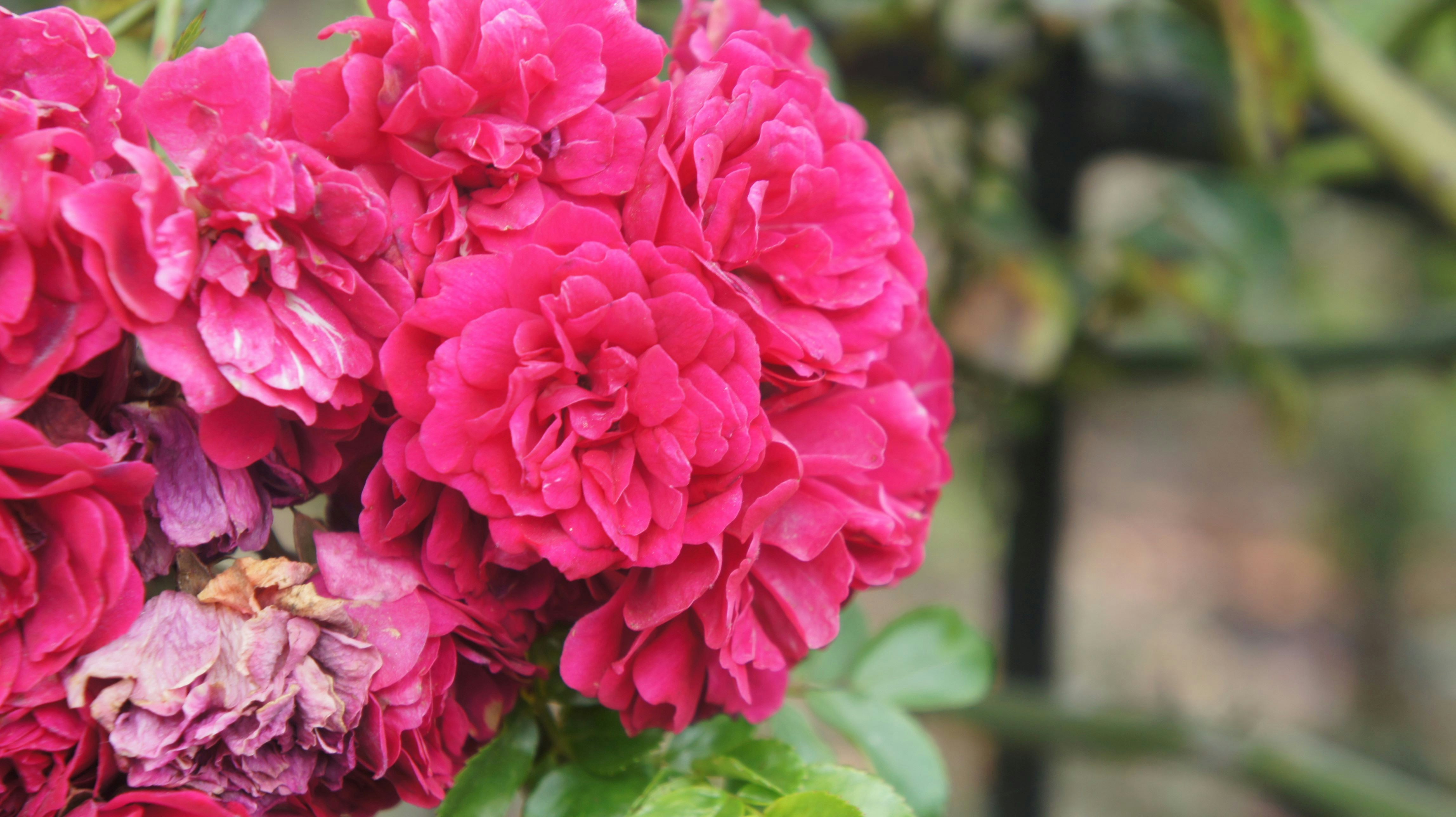 Go to Mariana Restrepo Londoño's profile