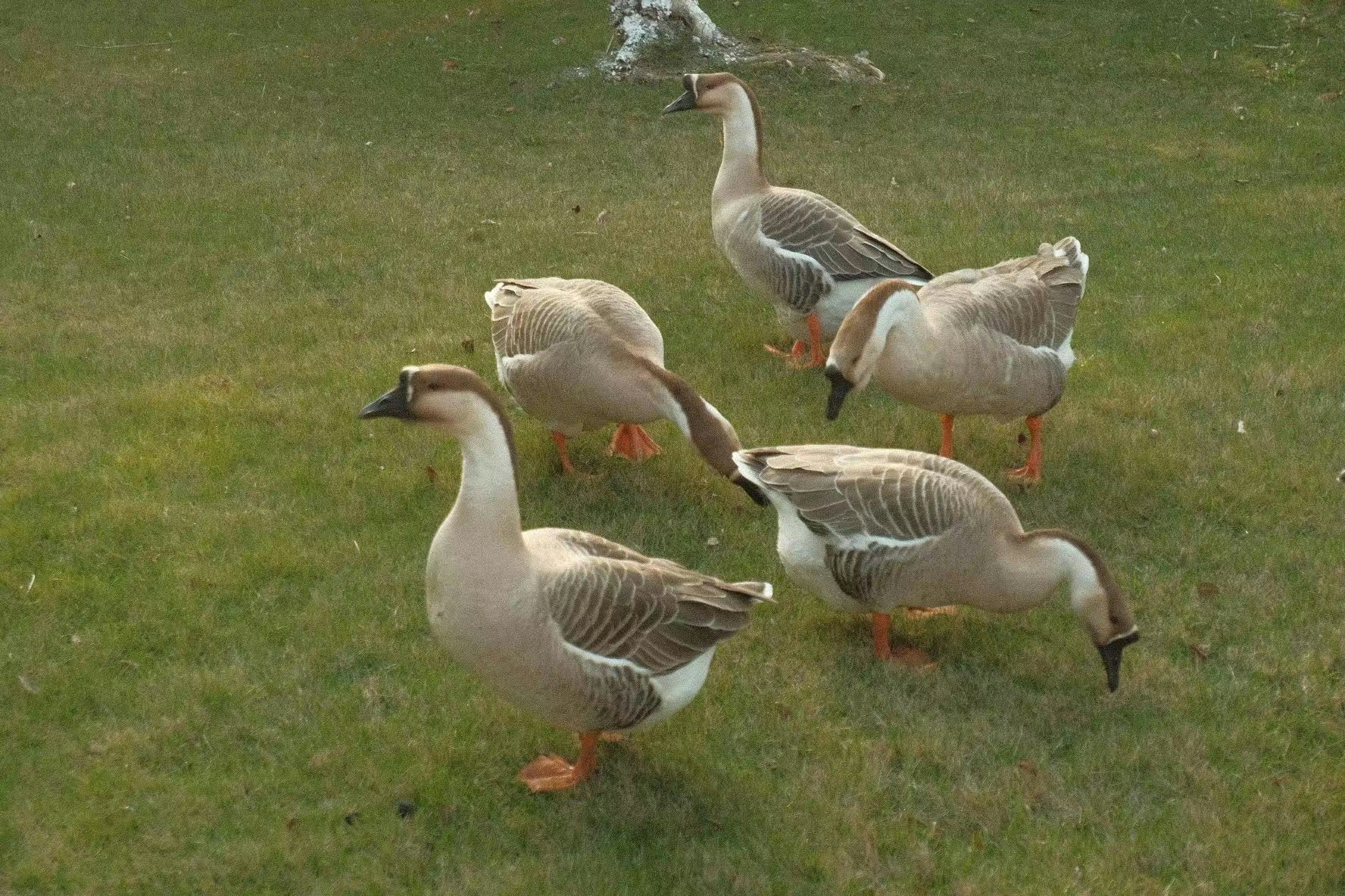 Ve al perfil de Emmet Liang