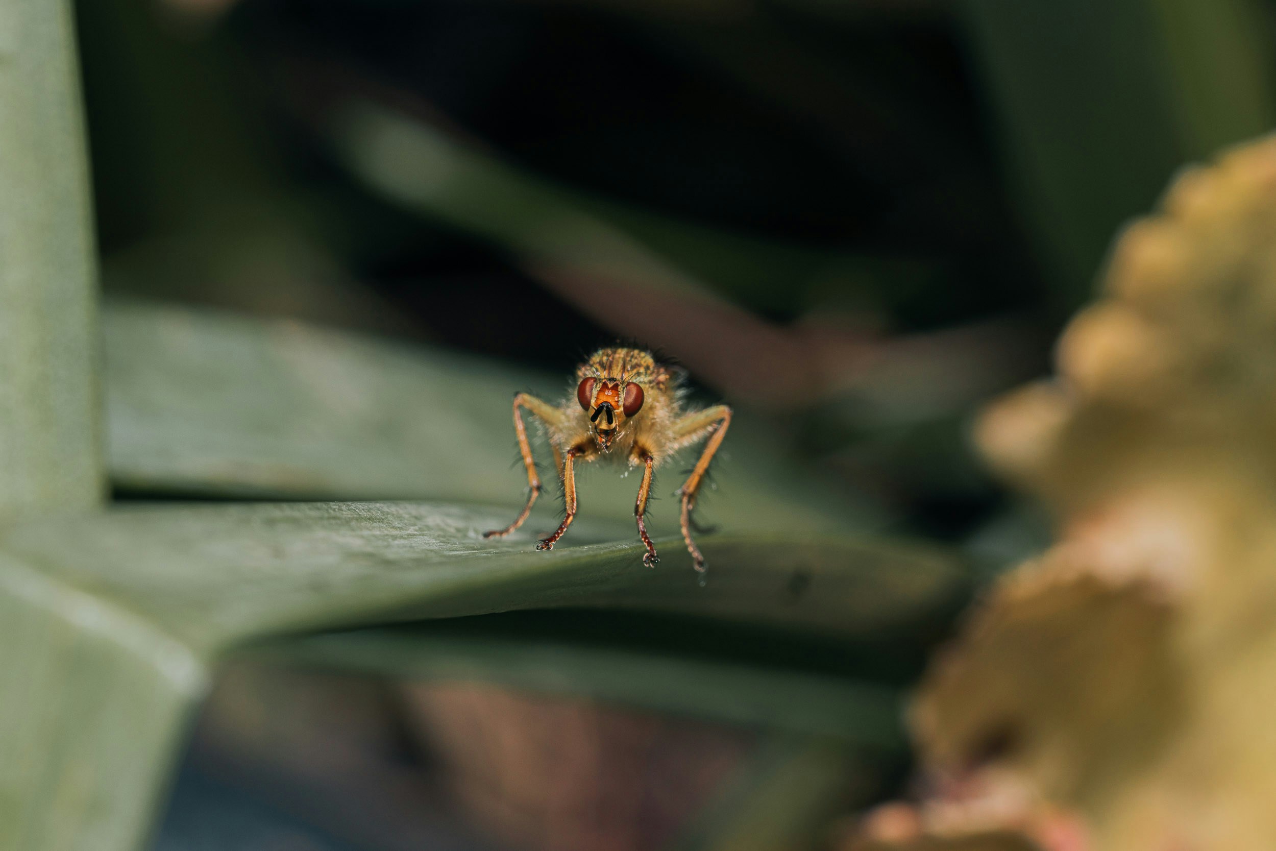 Vai al profilo di Neringa Normantaite
