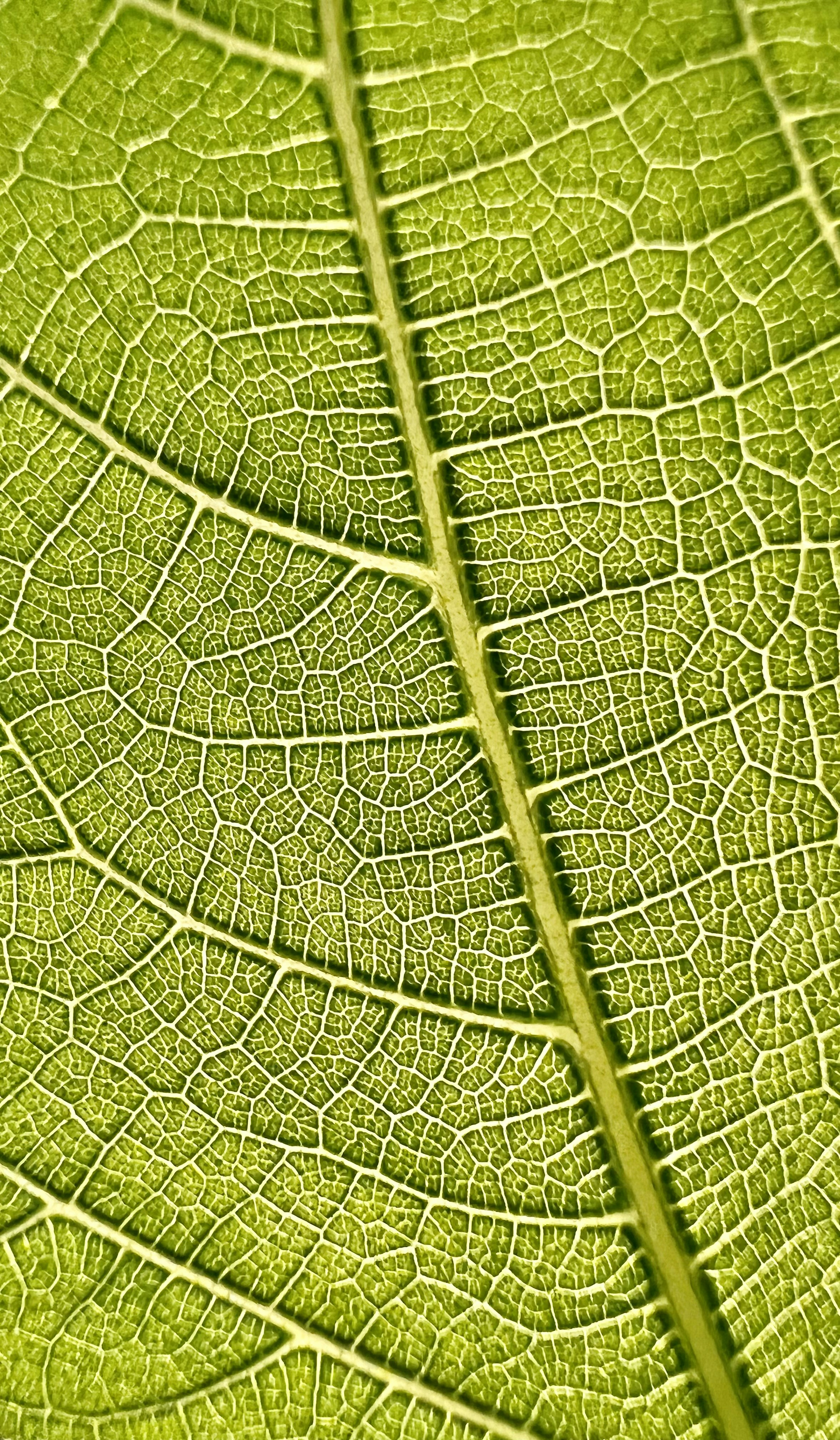 Ve al perfil de Sophie N