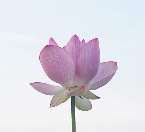 Go to ibuki shuto's profile