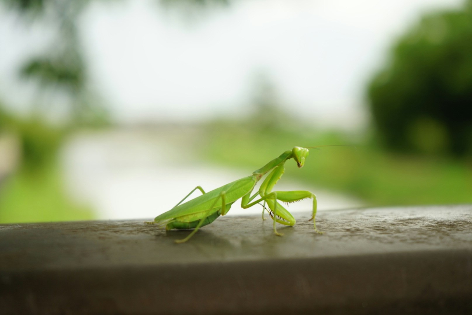 Go to BB Lu's profile