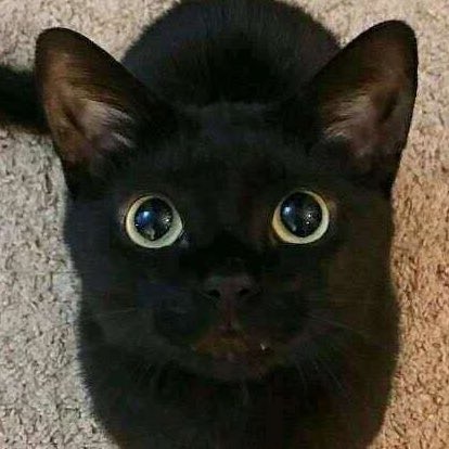 Go to Shiqi Chu's profile