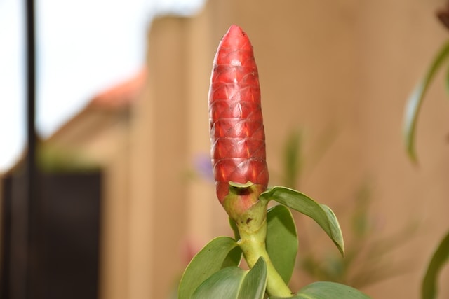 Go to Roman Derrick Okello's profile