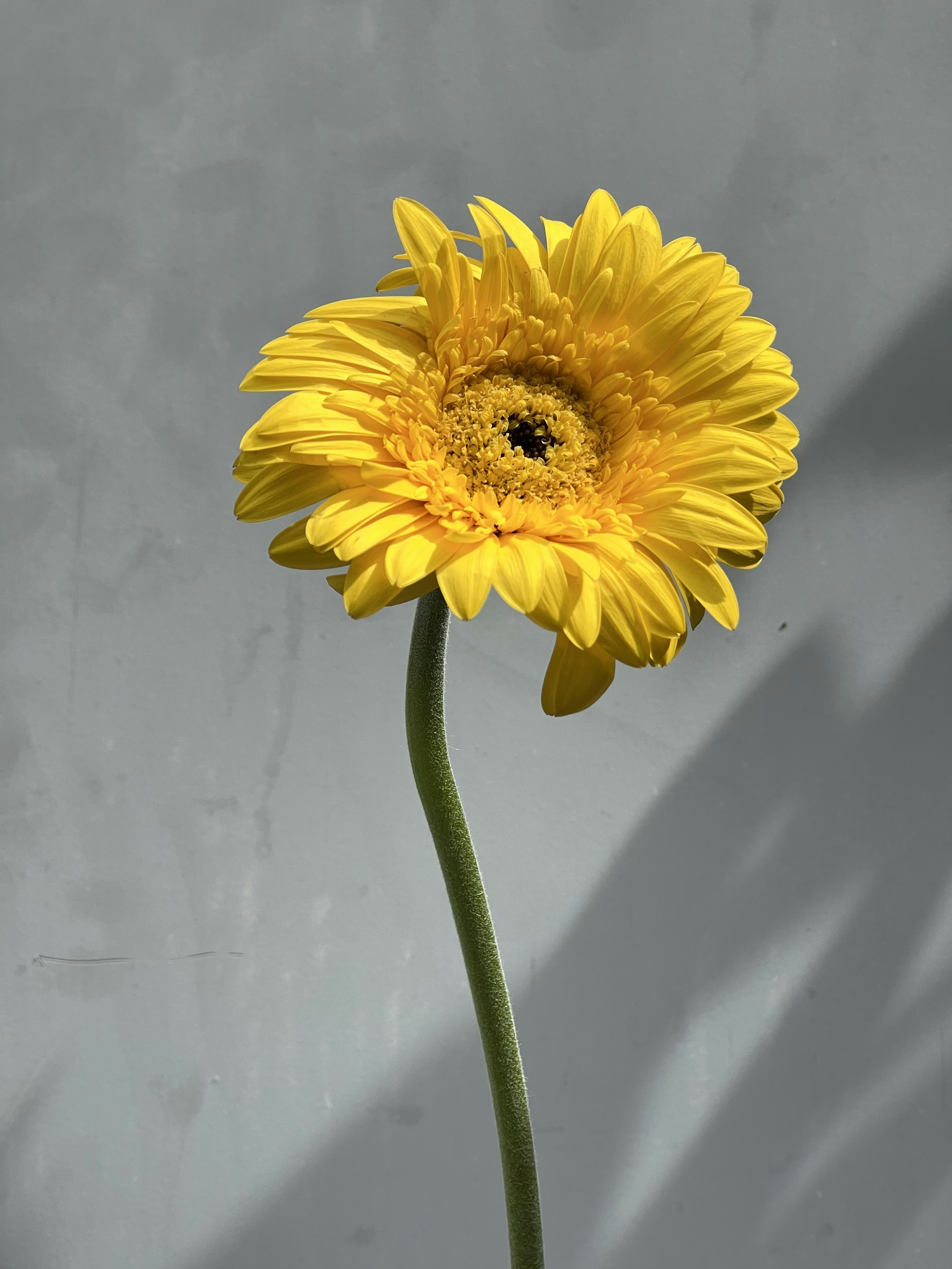 Avatar of user 拜耳 闫