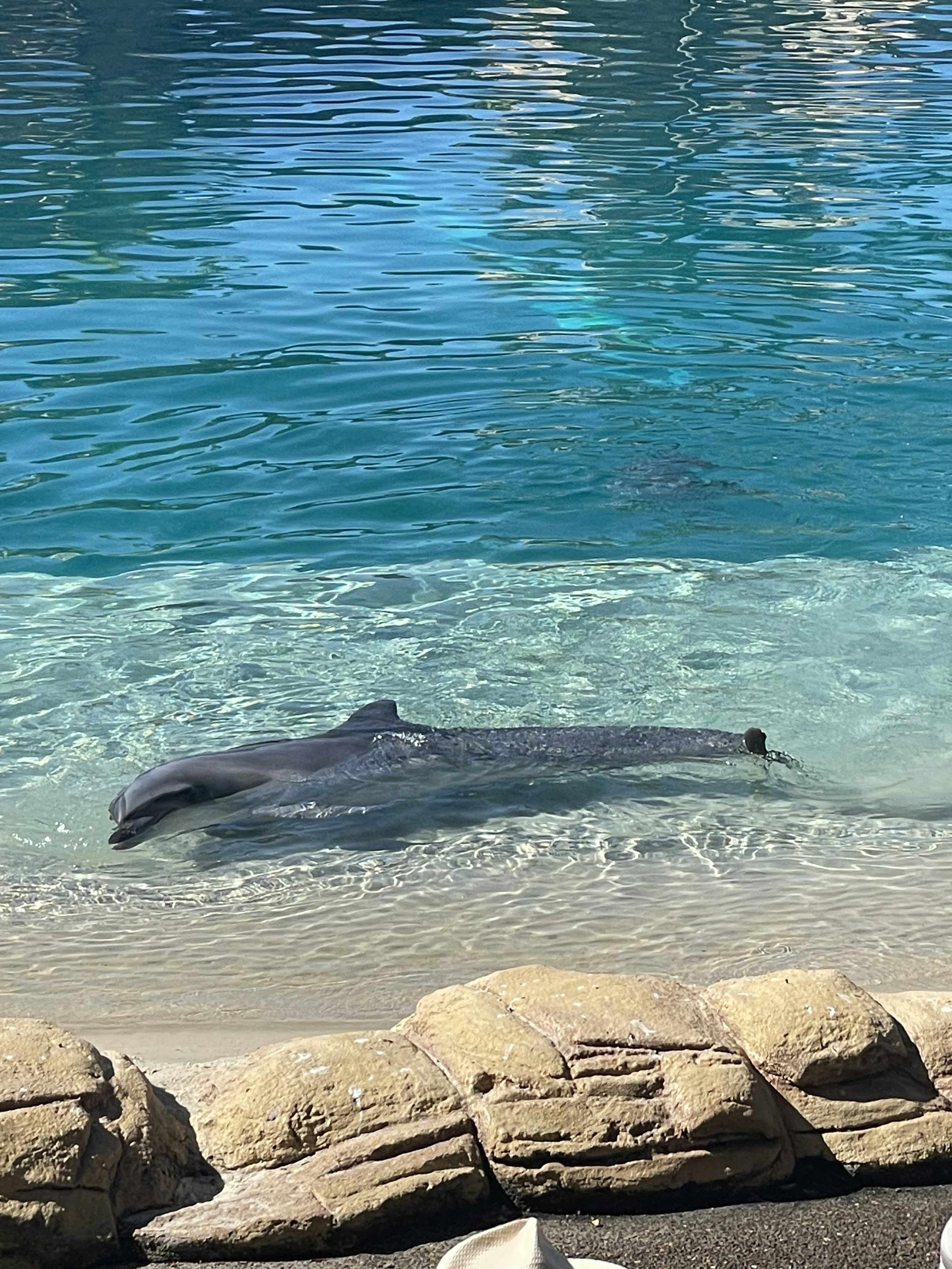 Accéder au profil de DogsLikeLogs YT