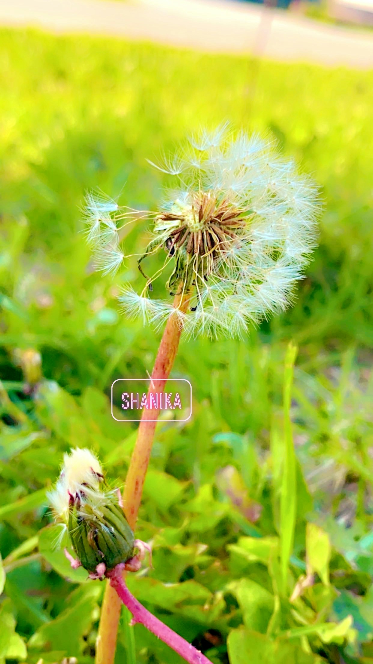 Go to Shanika Willis's profile