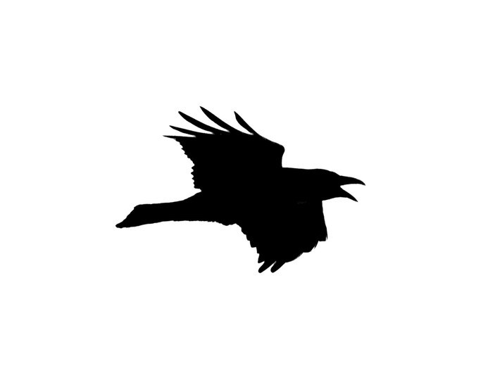 Avatar of user Cristofer Sewell