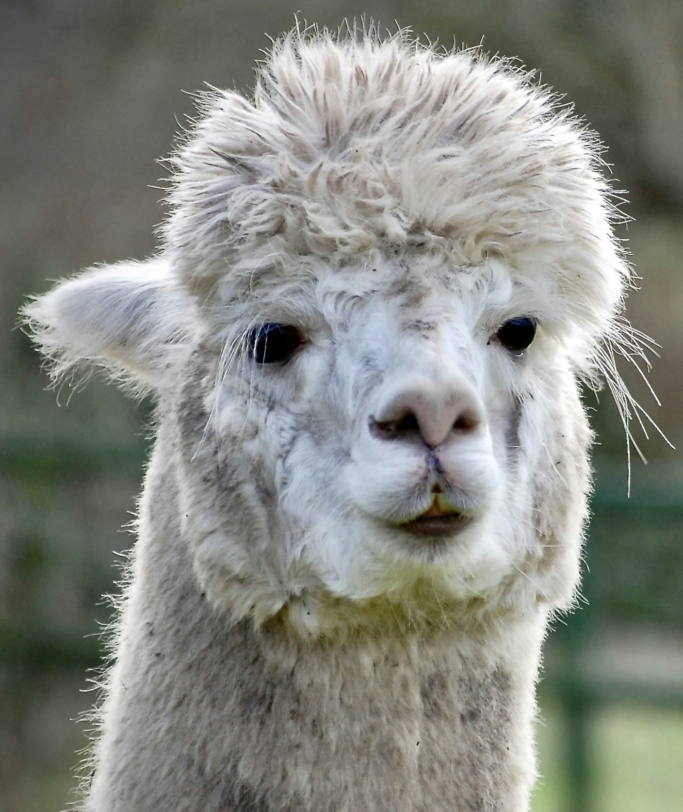 Vai al profilo di Walter Bonnici