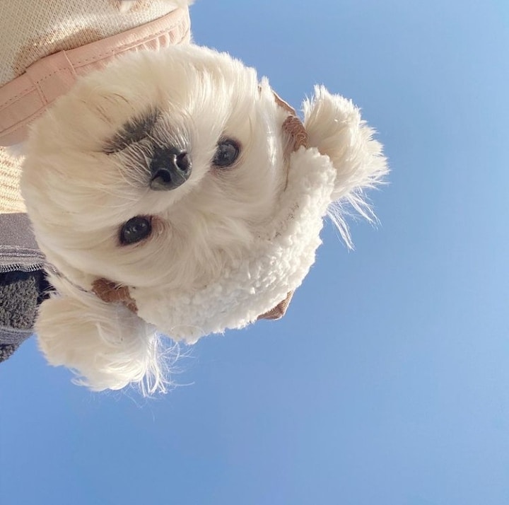 Go to pink hanhan's profile