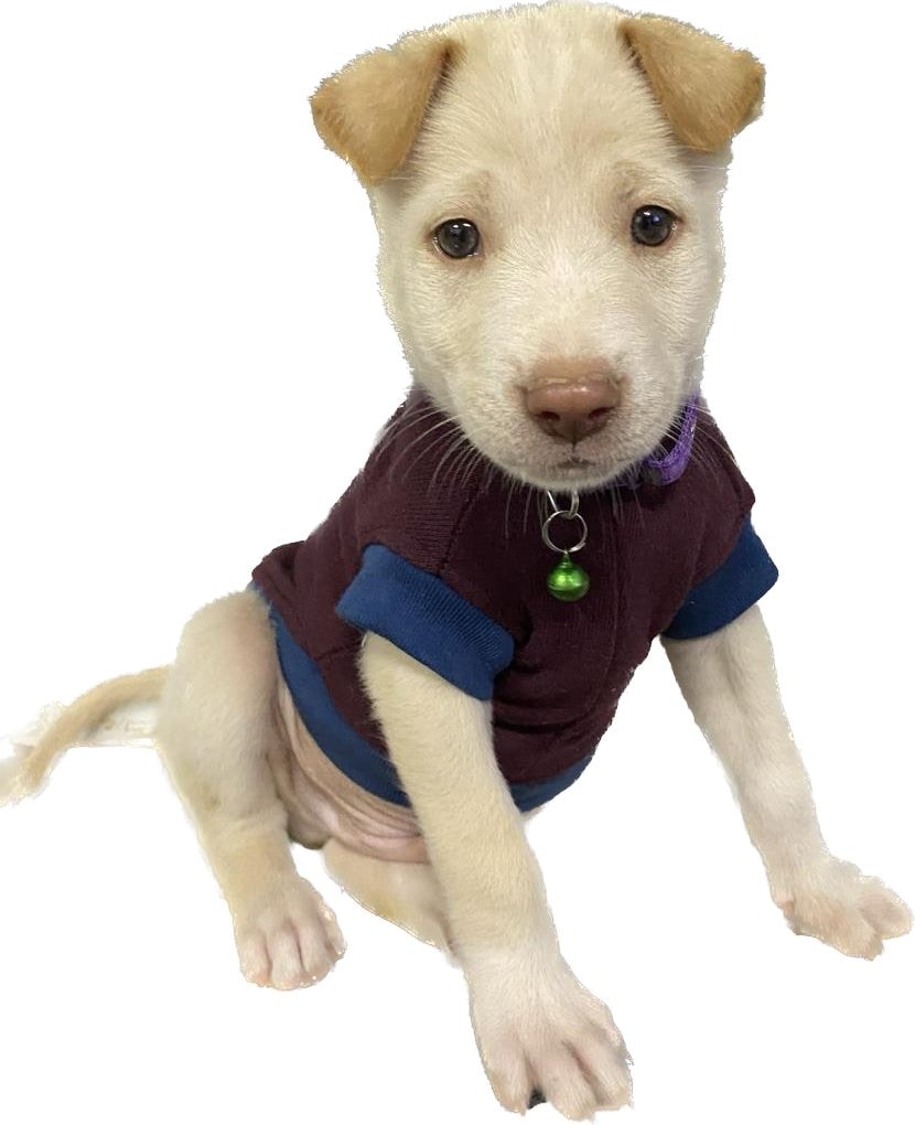 Ve al perfil de Savas Karaca