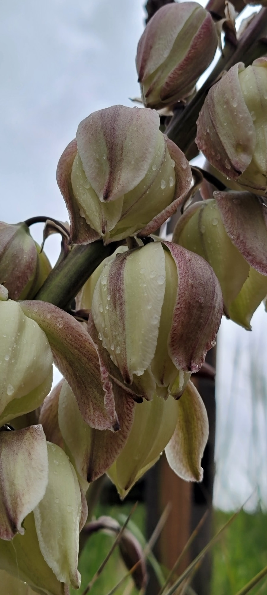 Go to Laura Borman's profile