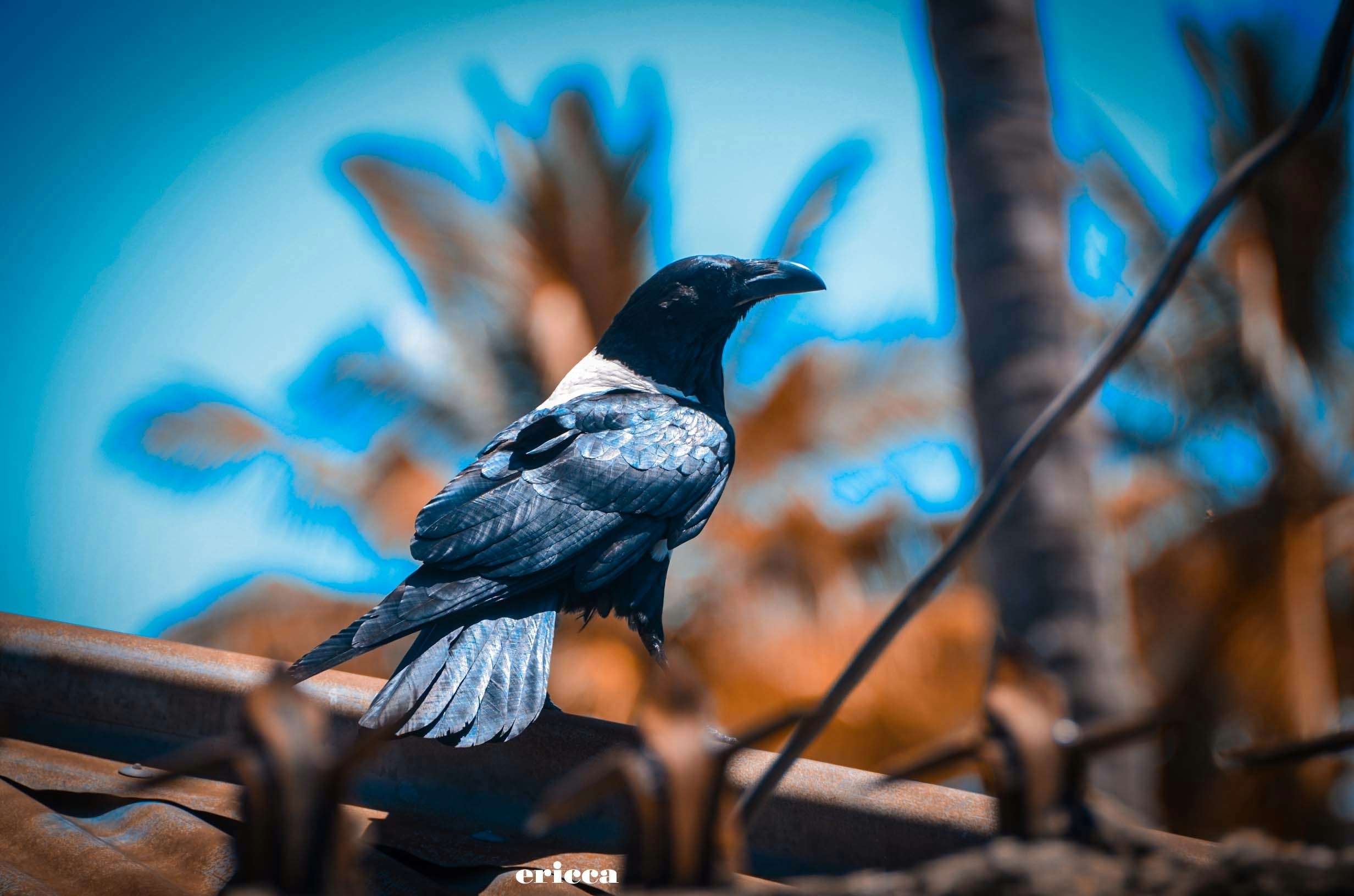 Go to Organic Photos's profile