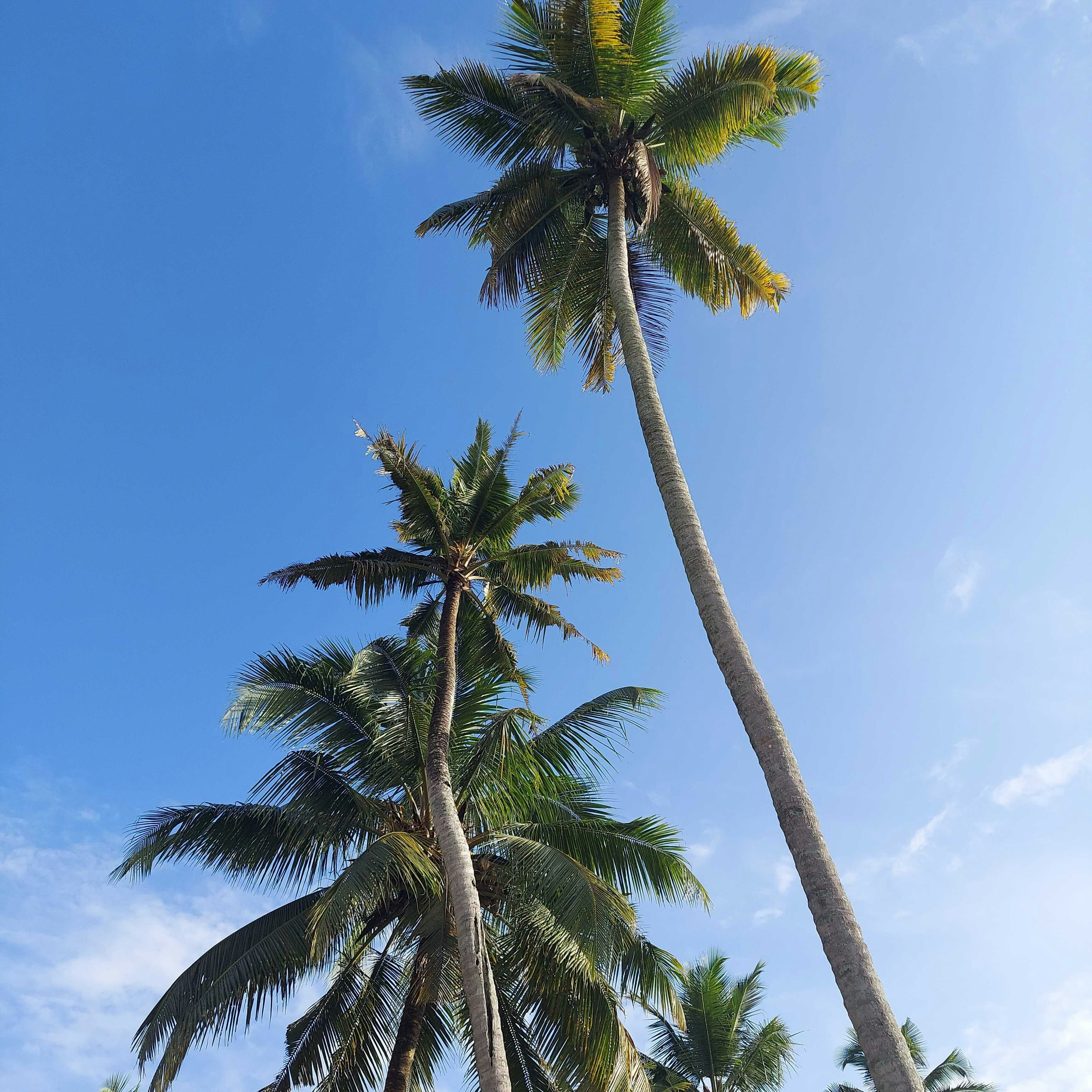 Avatar of user Anish Mathew Jose