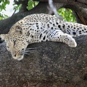 Zum Profil von Elize Bezuidenhout