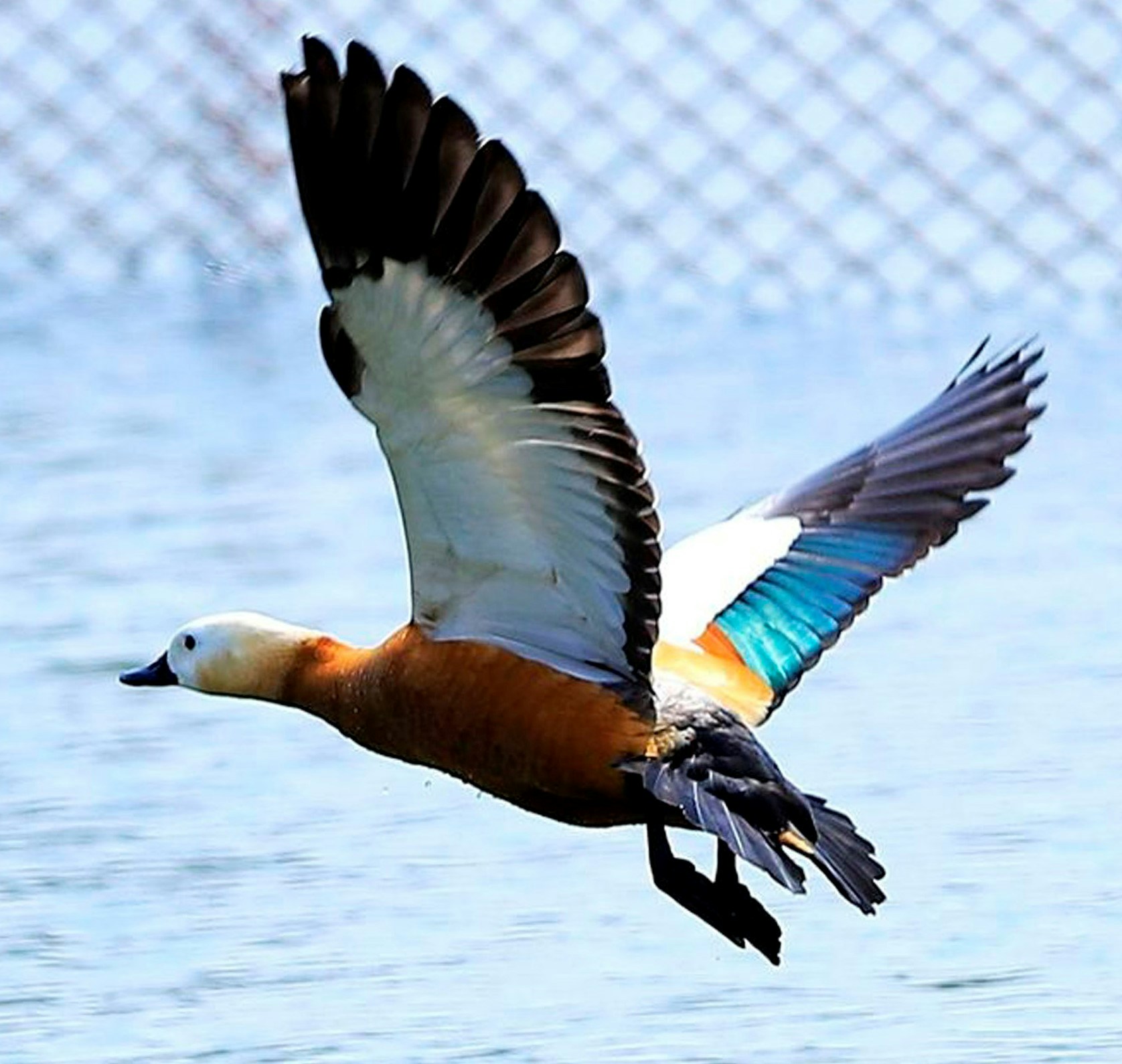 Go to jinghua wang's profile