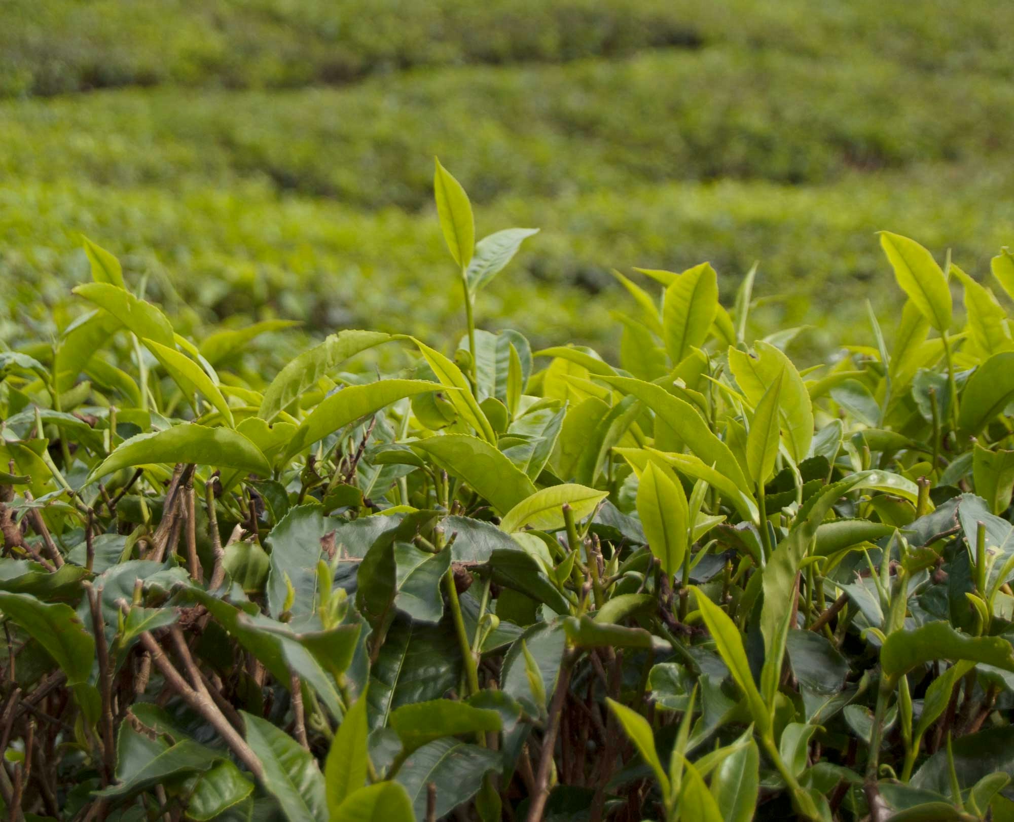 Avatar of user Alice Challies