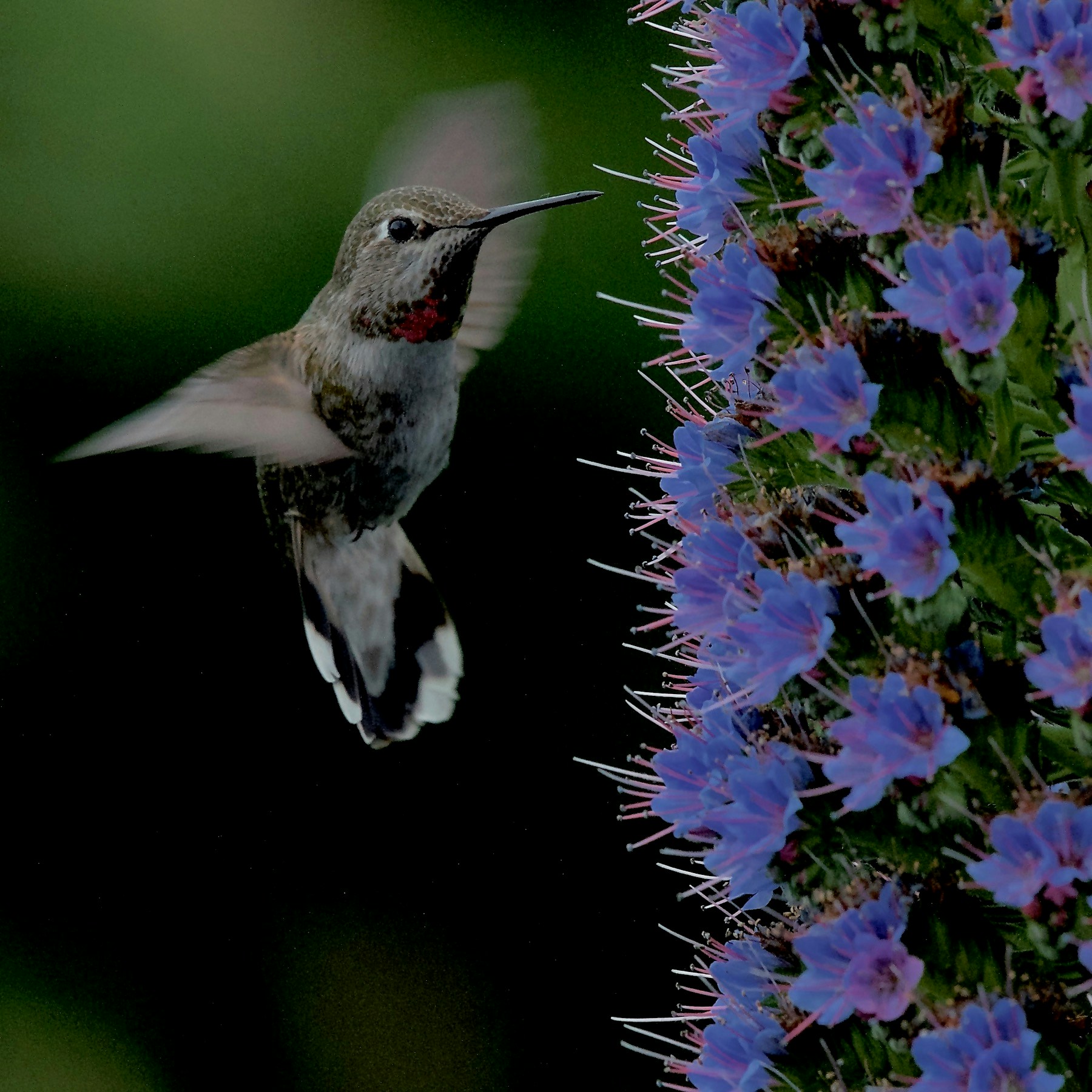 Avatar of user Vijayalakshmi Nidugondi