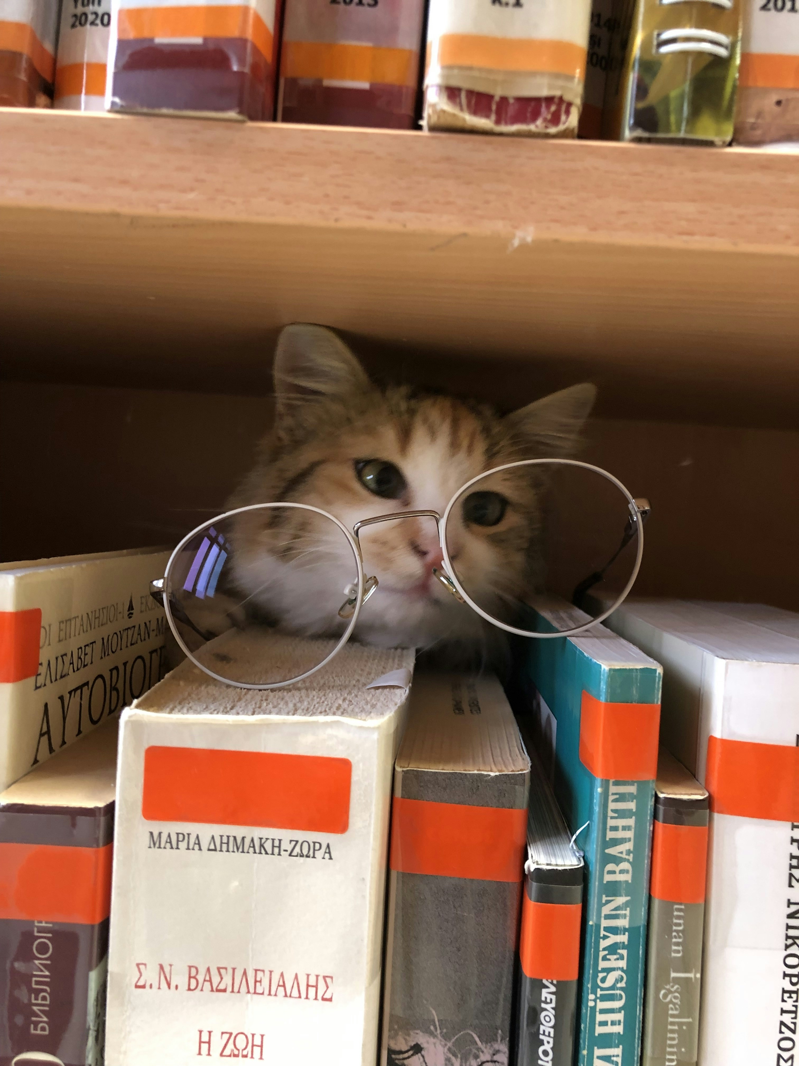 Go to Bushra Shabani's profile