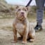 Avatar of user Pitbull Dog For Sale