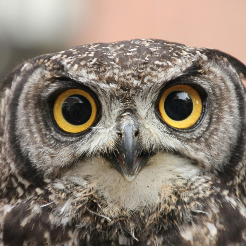 Go to Night Owl's profile