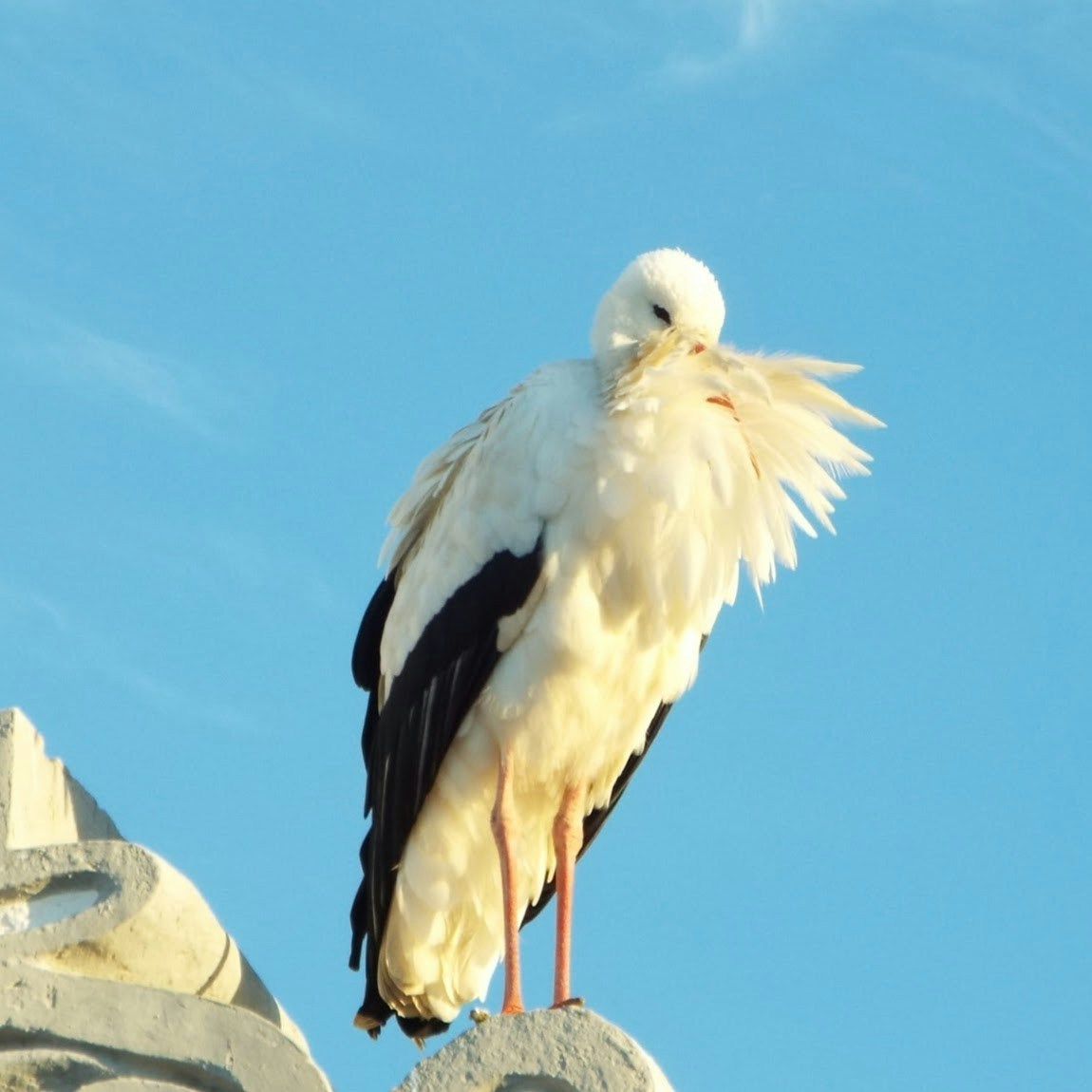 Go to ifer endahl's profile