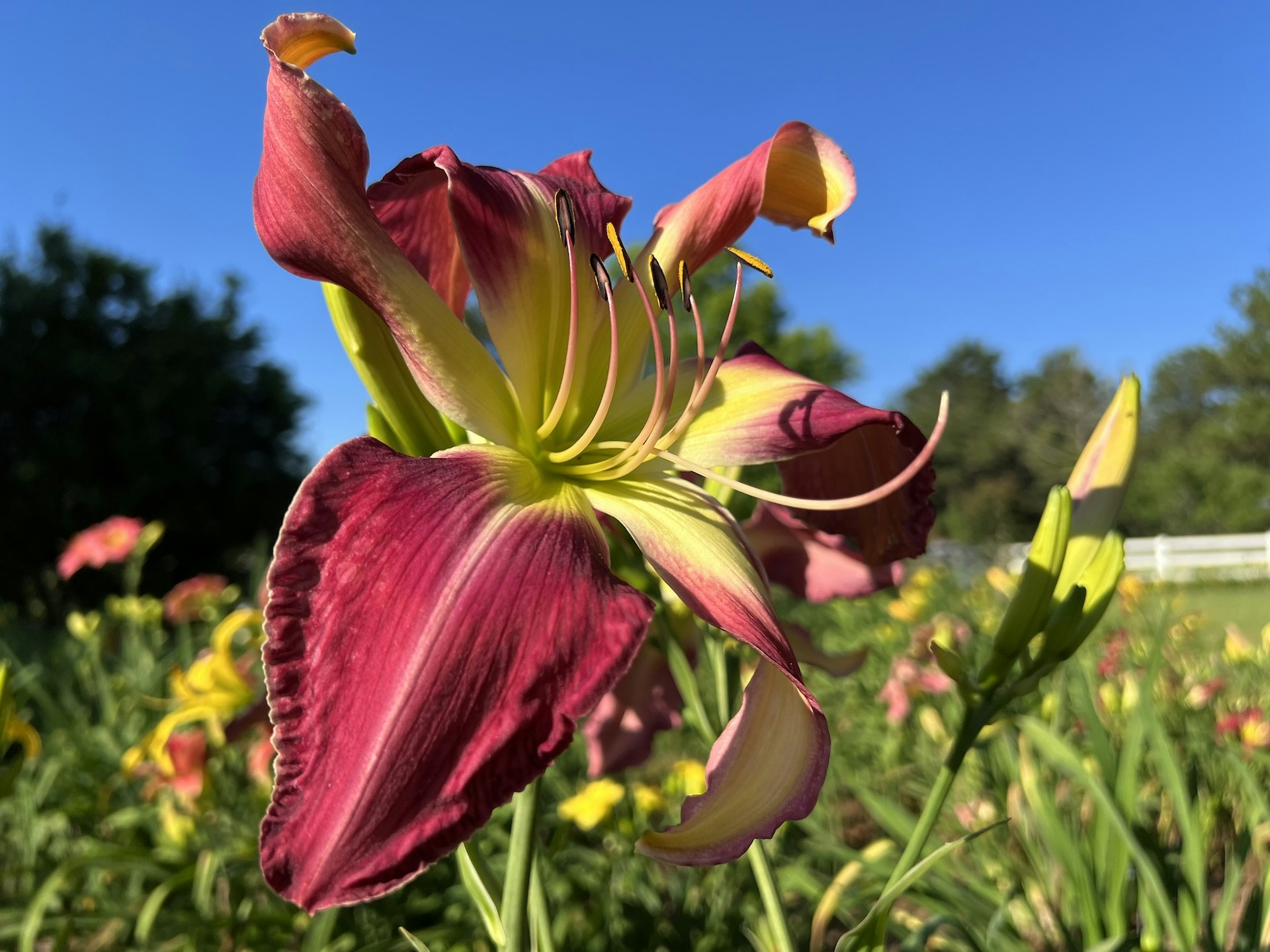 Zum Profil von Hans Herrington