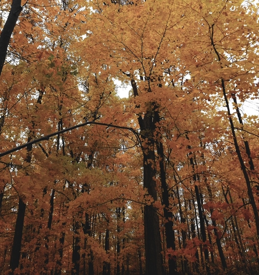 Ve al perfil de Aakifah Shaikh