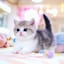 Avatar of user munchkin cat for sale