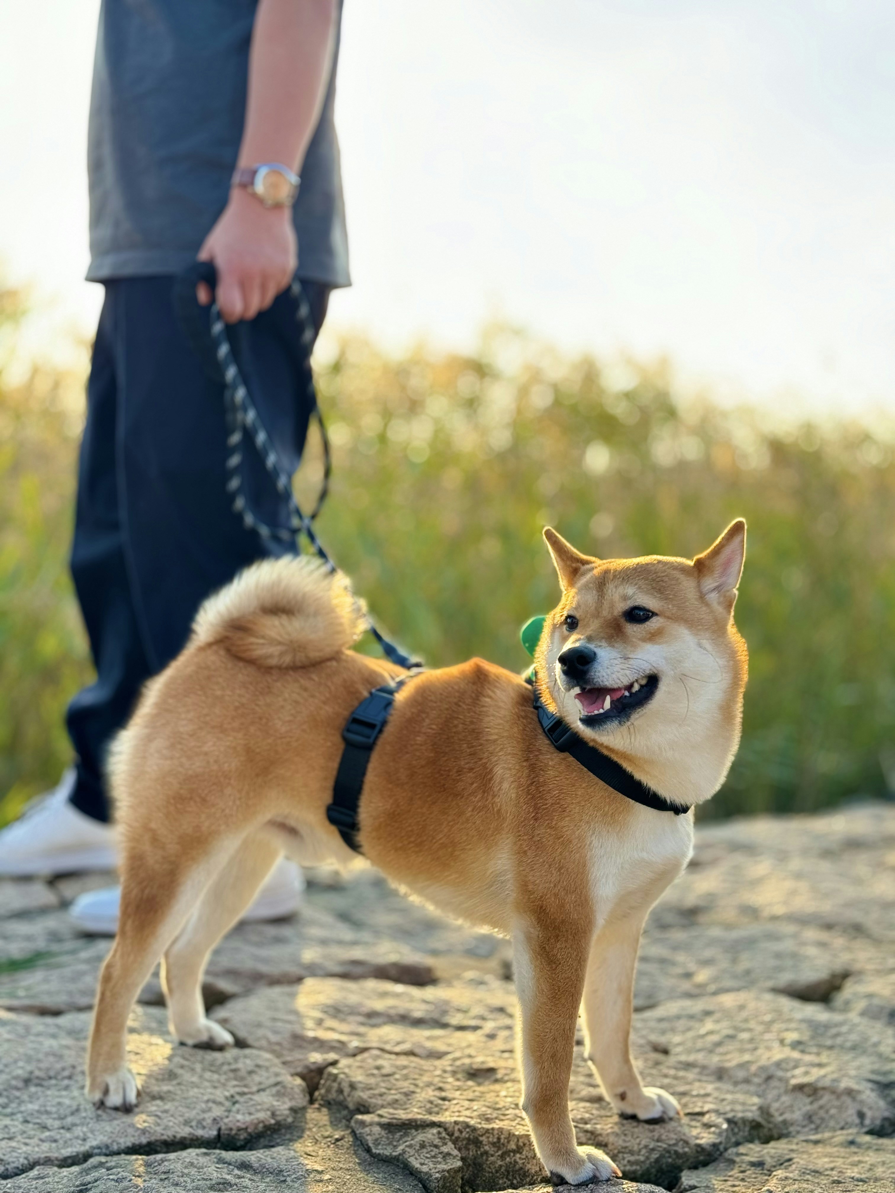 Go to Junfeng Shi's profile