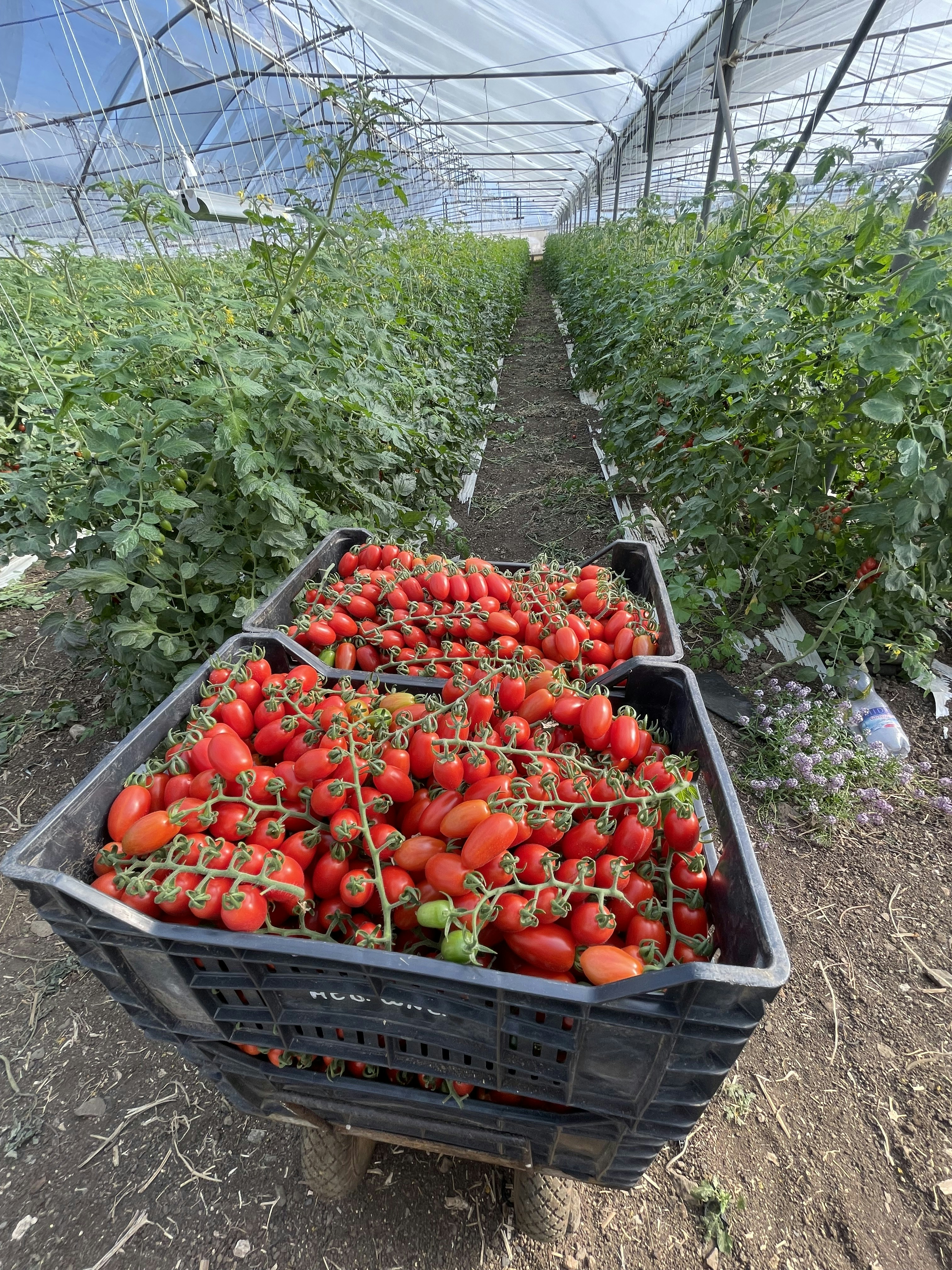 Avatar of user Marco Vella