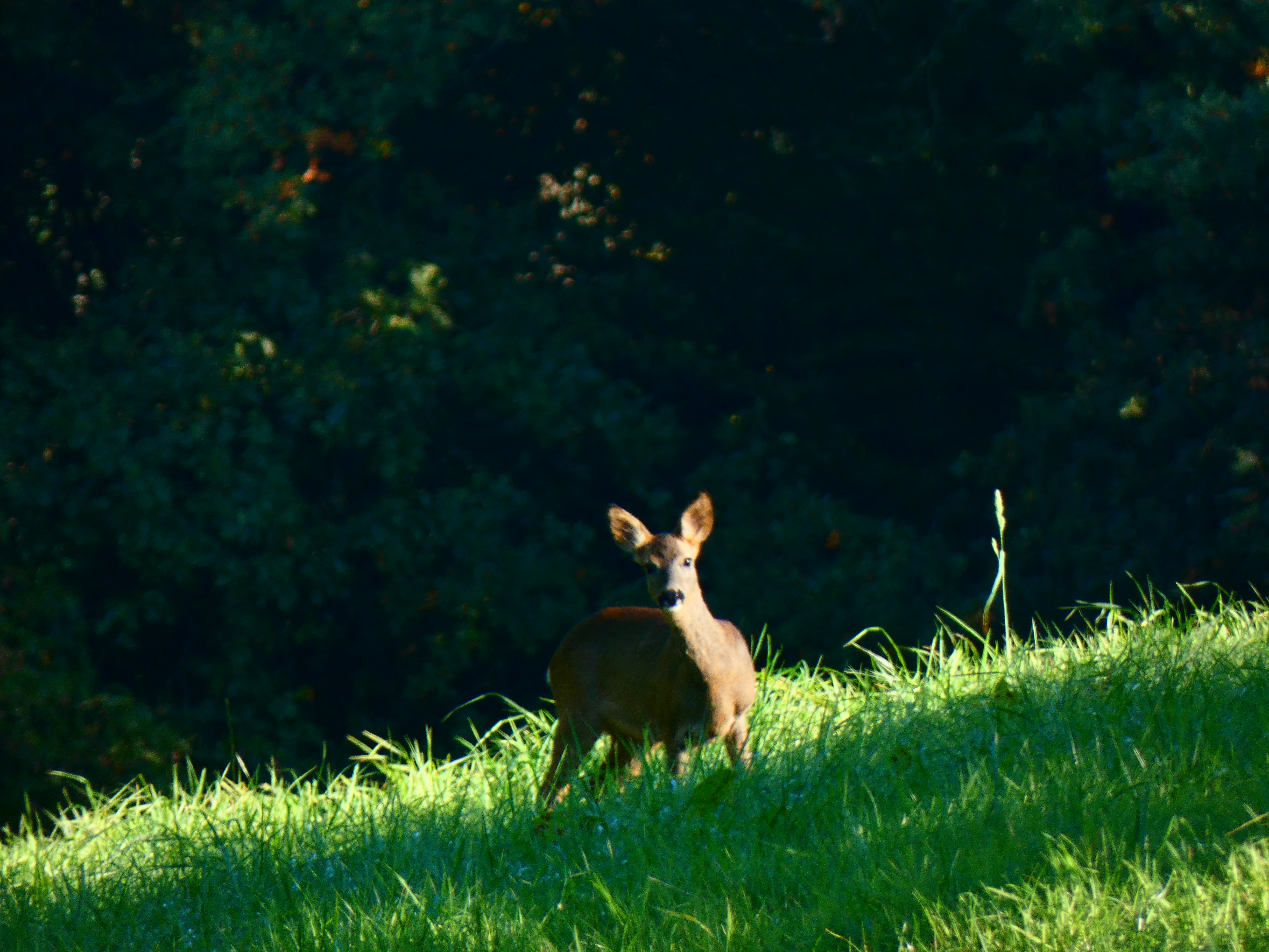 Go to Hannah Braselmann's profile