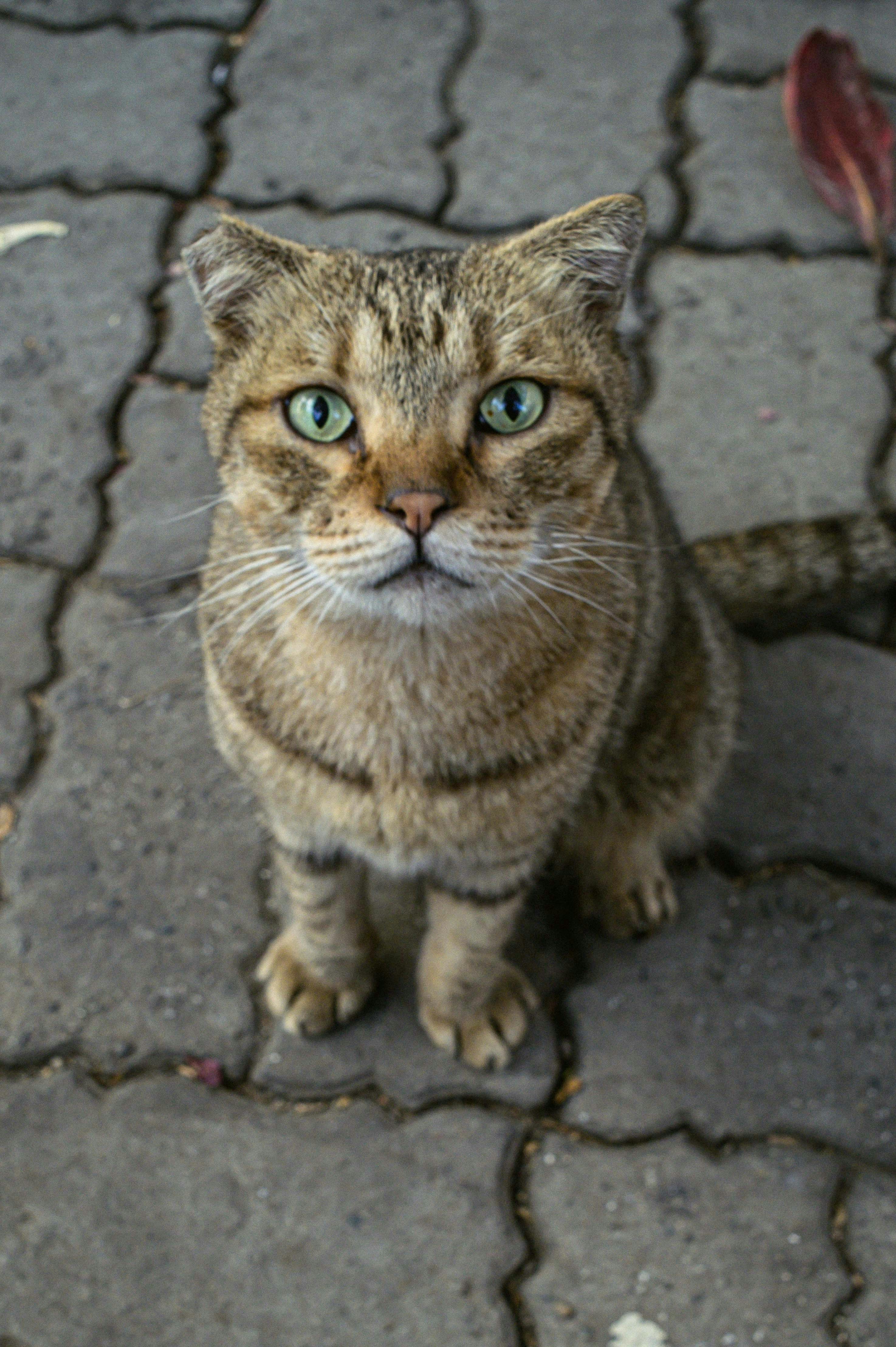 Beale Street’s Best Bites A Foodie’s Guide