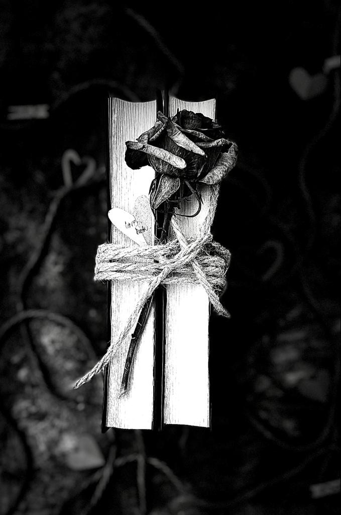 Go to Mina Elmakchi's profile