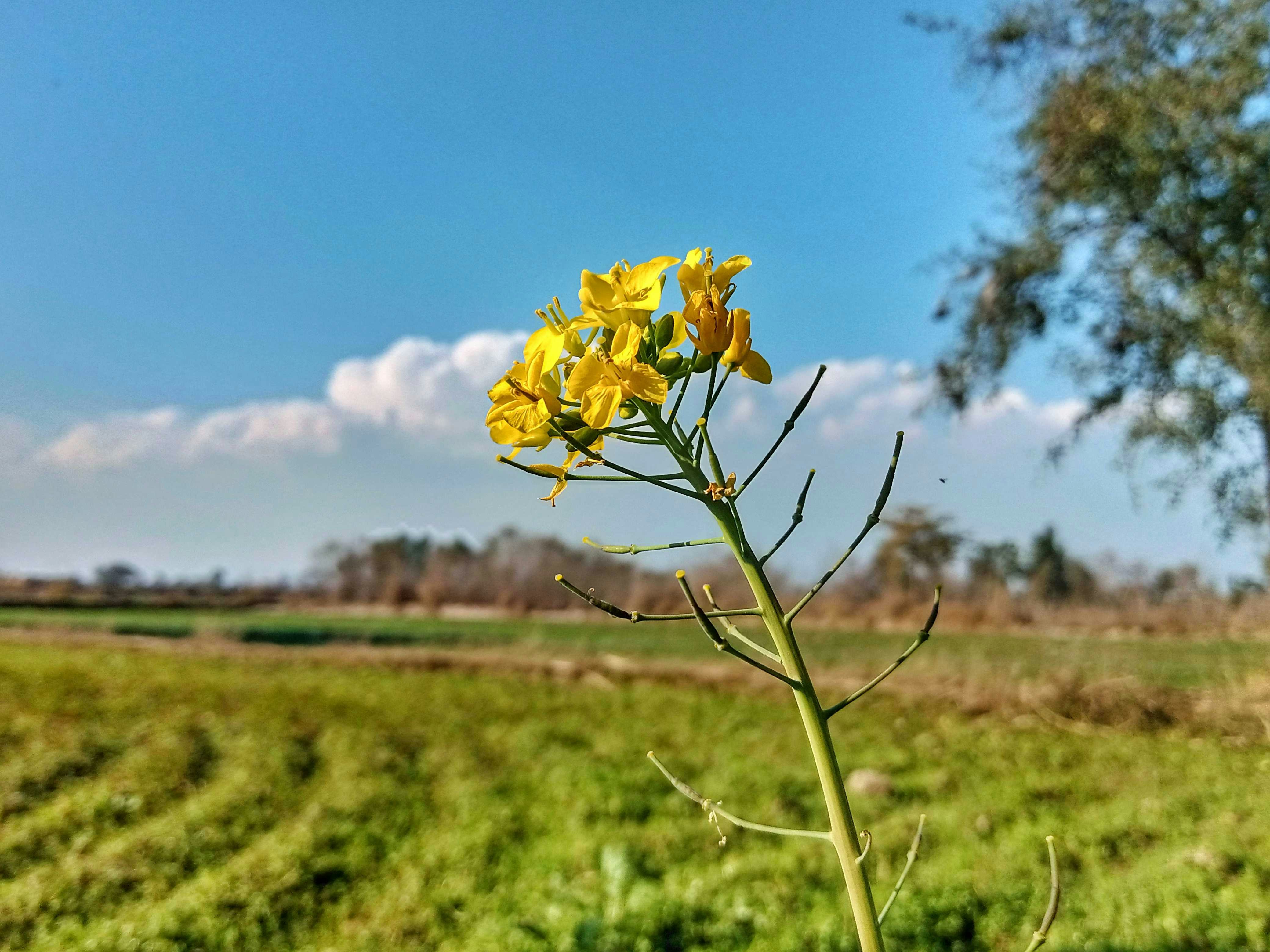 Go to Mansab Ali's profile