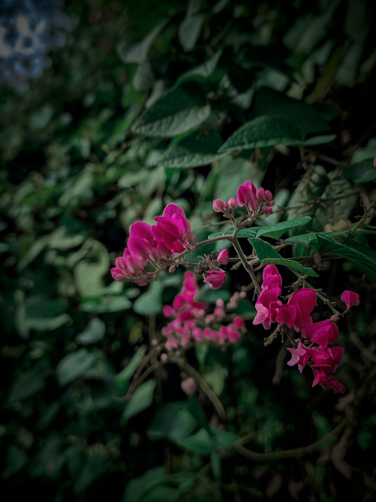 Go to Ch. Amatul Hasin's profile