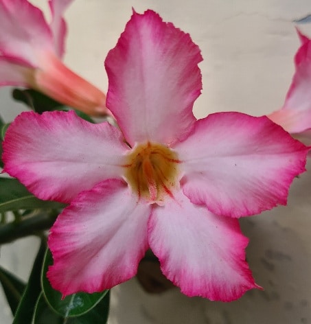 Ir para o perfil de SRI WIDOSARI