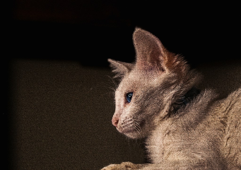 Accéder au profil de Lino