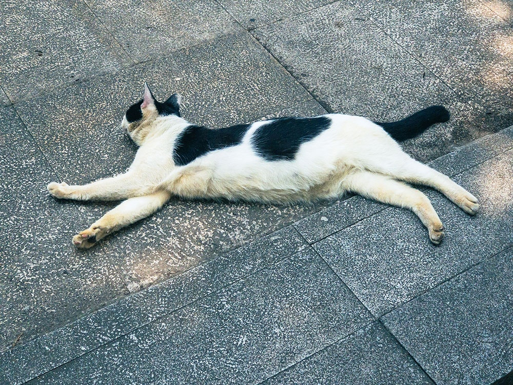 Go to Cheng Shi Song's profile