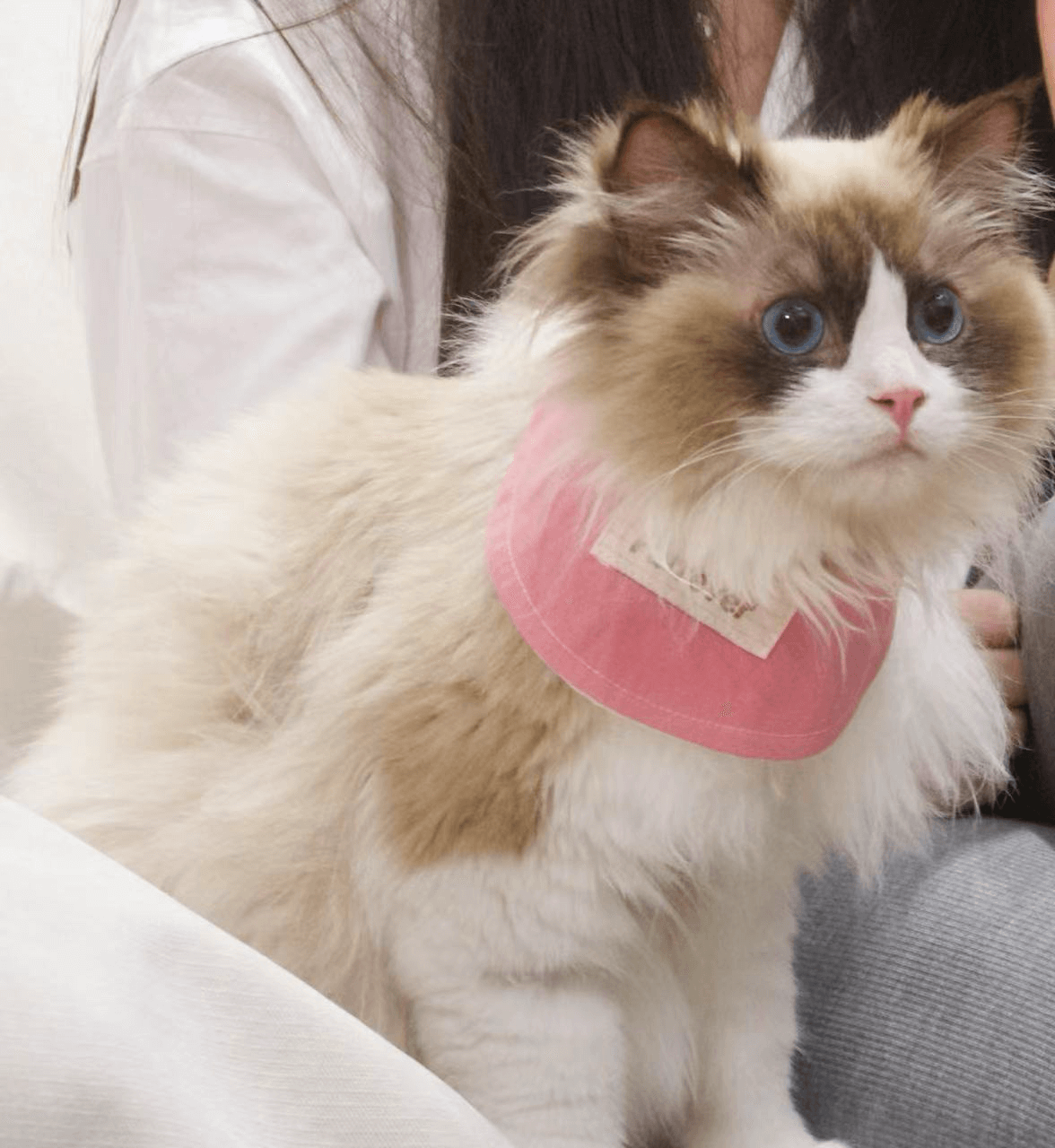 Go to Bao zi's profile