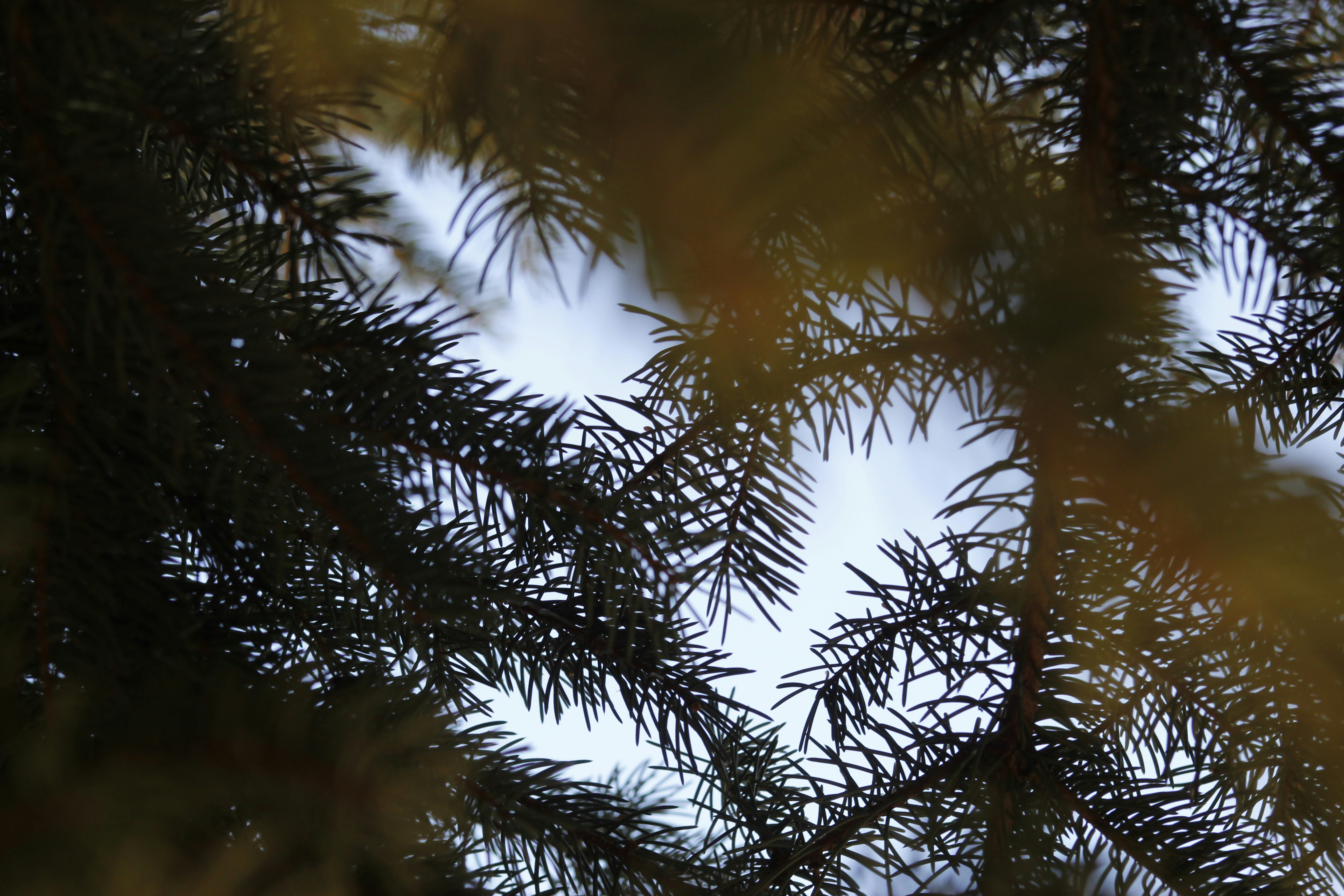 Go to Seth Rothchild's profile