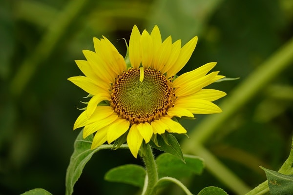 Zum Profil von Duy Le Duc