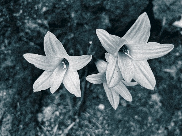 Vai al profilo di Shreyansh Mishra